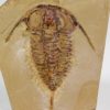 Eoredlichia intermedia - Image 6