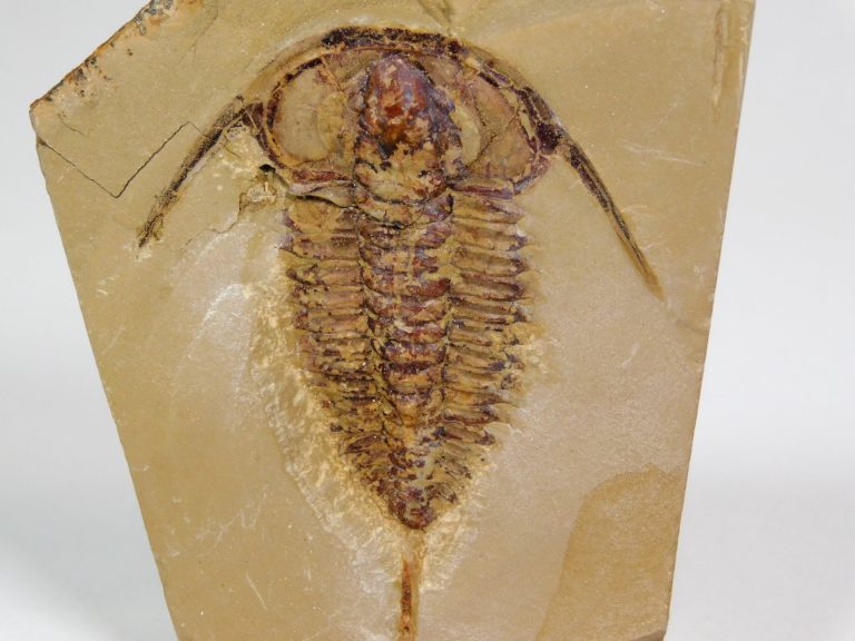 Eoredlichia intermedia
