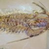 Eoredlichia intermedia - Image 5