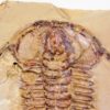Eoredlichia intermedia - Image 4
