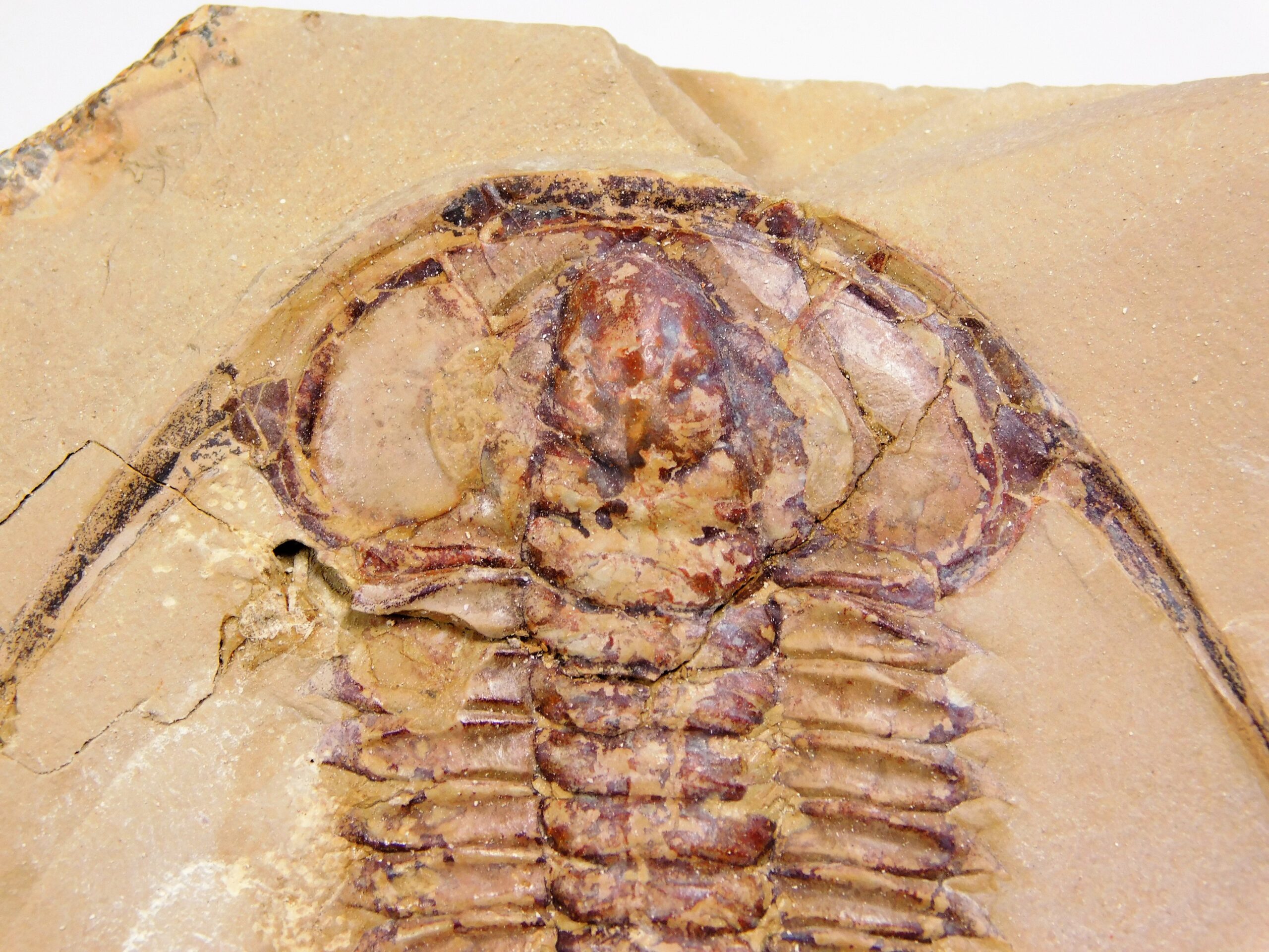 Eoredlichia intermedia - Image 4