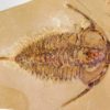 Eoredlichia intermedia - Image 3