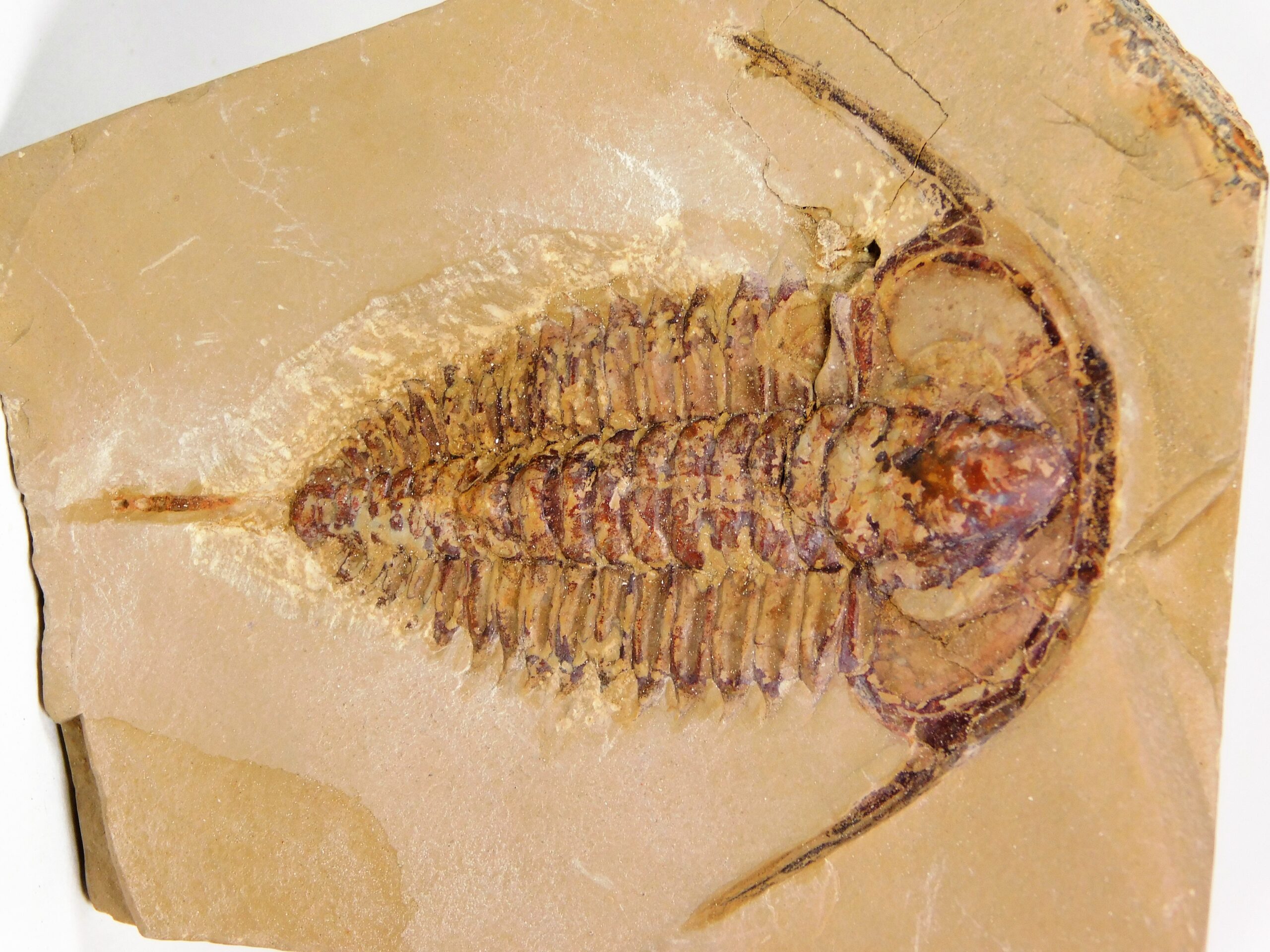 Eoredlichia intermedia - Image 3