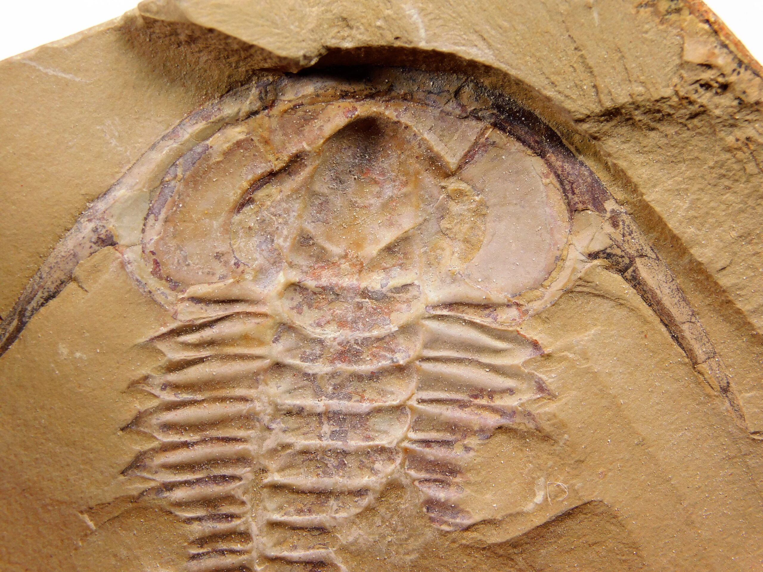 Eoredlichia intermedia - Image 2
