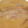 Eoredlichia intermedia - Image 10