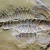 Eoredlichia intermedia - Image 9