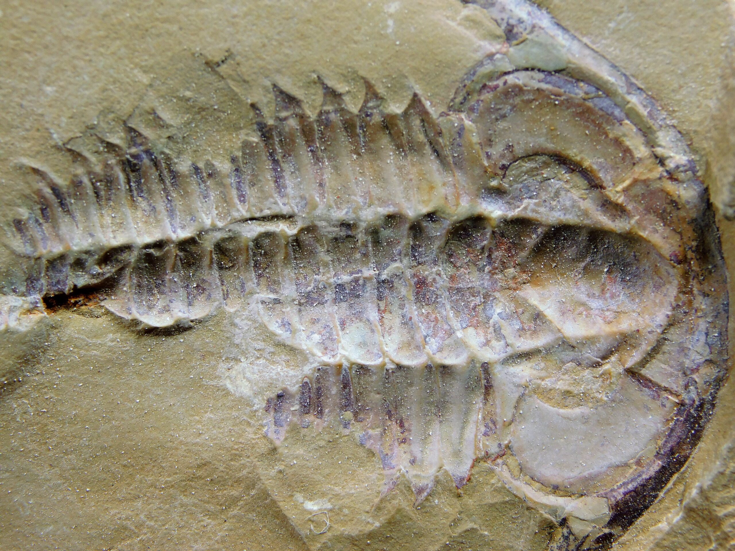 Eoredlichia intermedia - Image 8