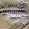 Eoredlichia intermedia - Image 8