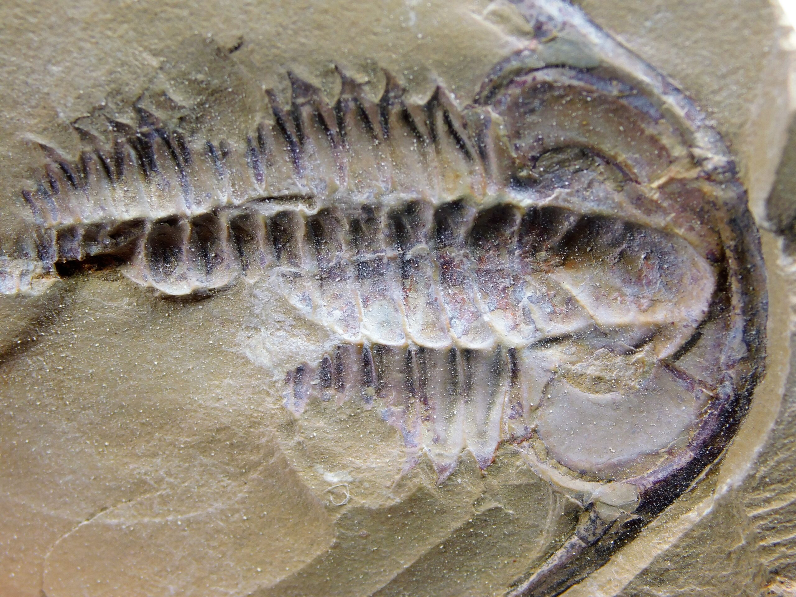 Eoredlichia intermedia - Image 7