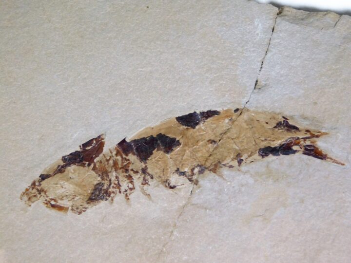Aenigmacaris cornigerum