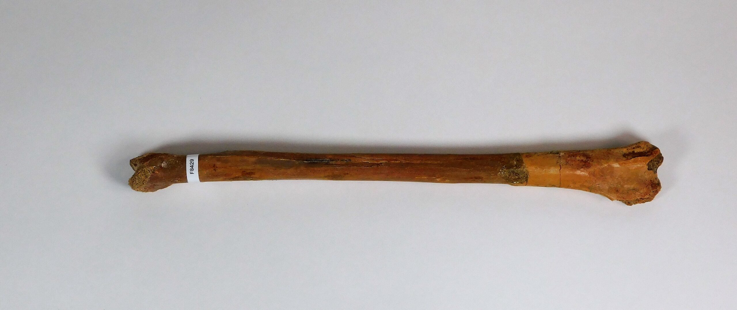 Moroccan pterosaur bone - Image 2