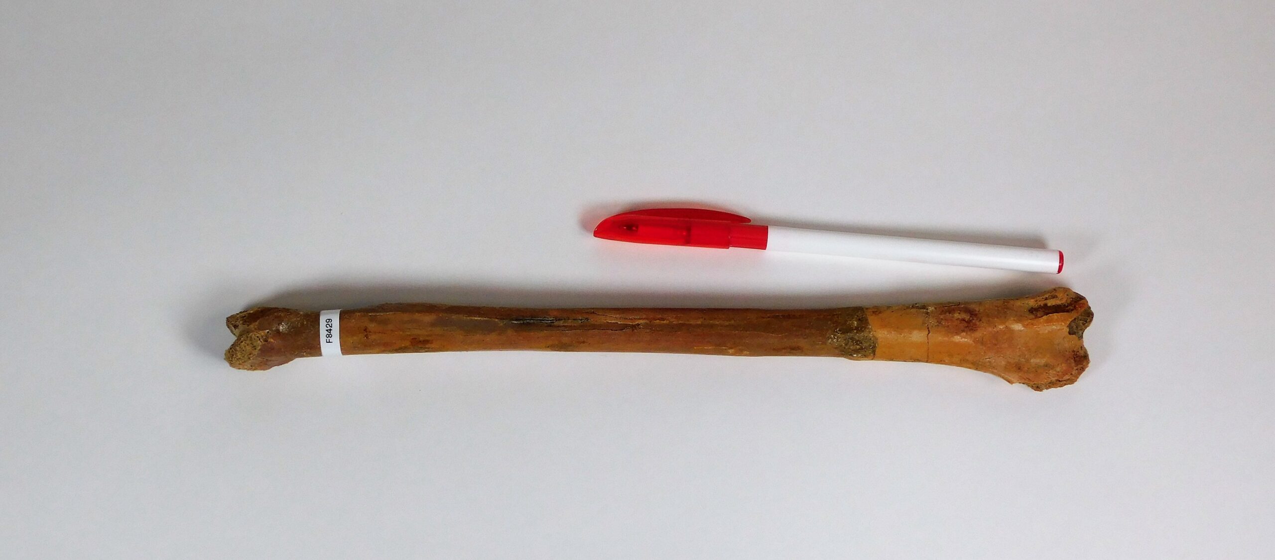 Moroccan pterosaur bone
