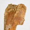 Moroccan pterosaur bone, The Natural Canvas