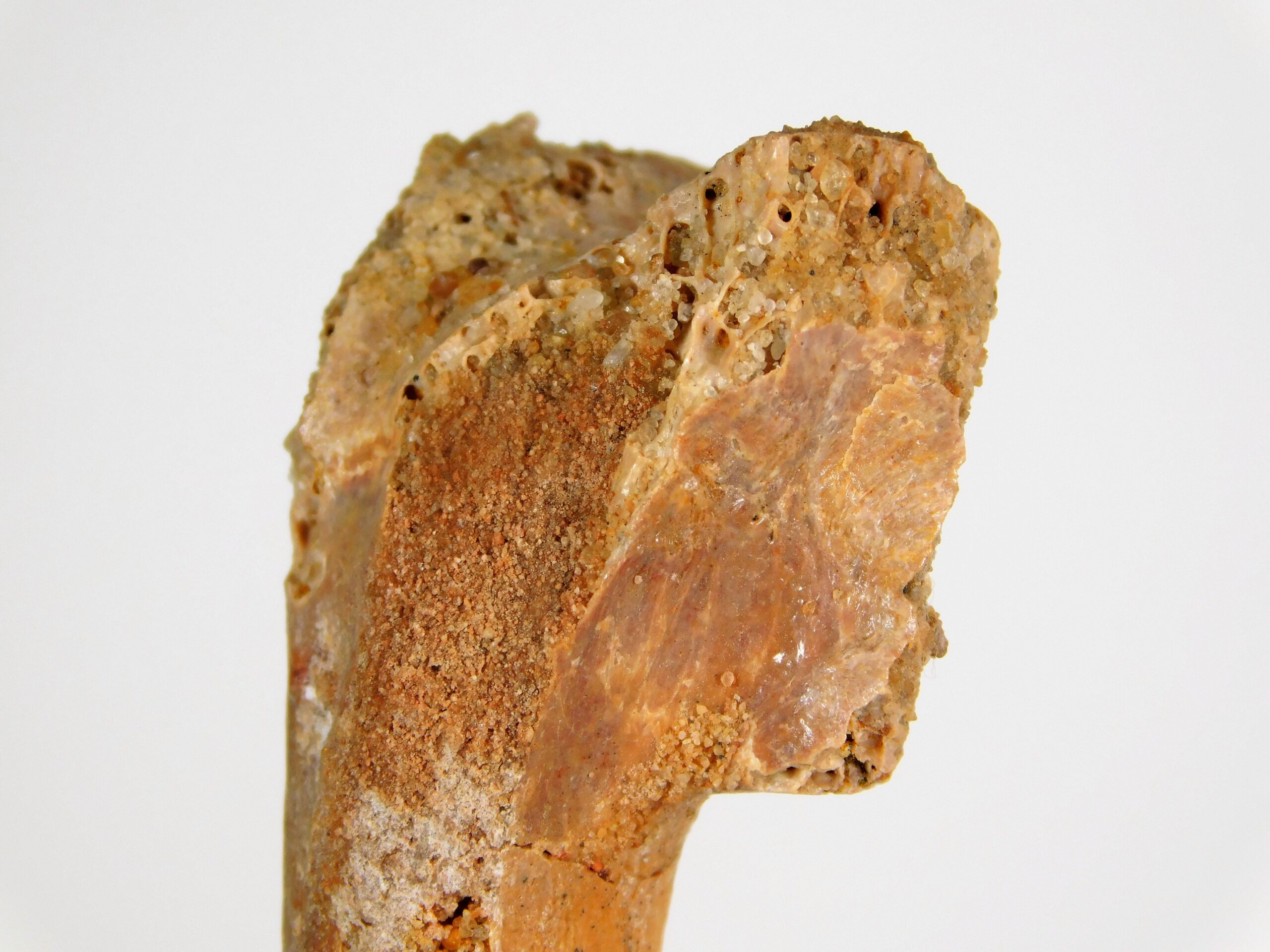 Moroccan pterosaur bone - Image 3