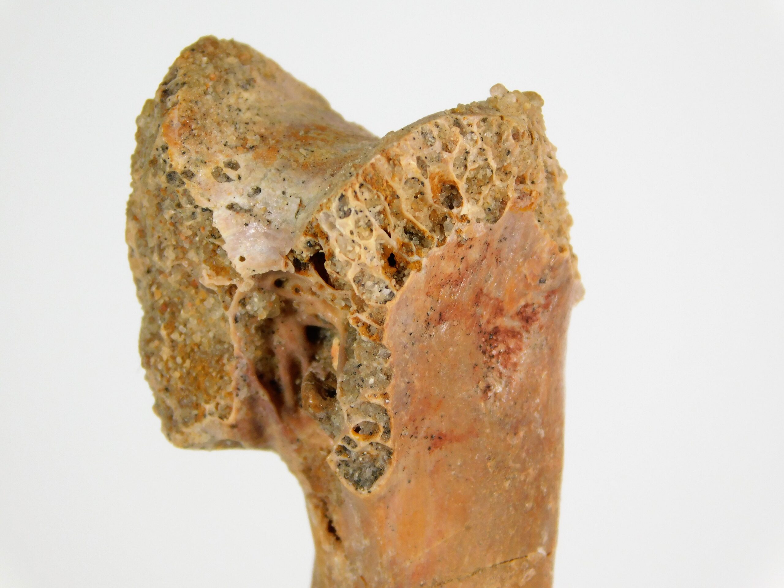 Moroccan pterosaur bone - Image 4