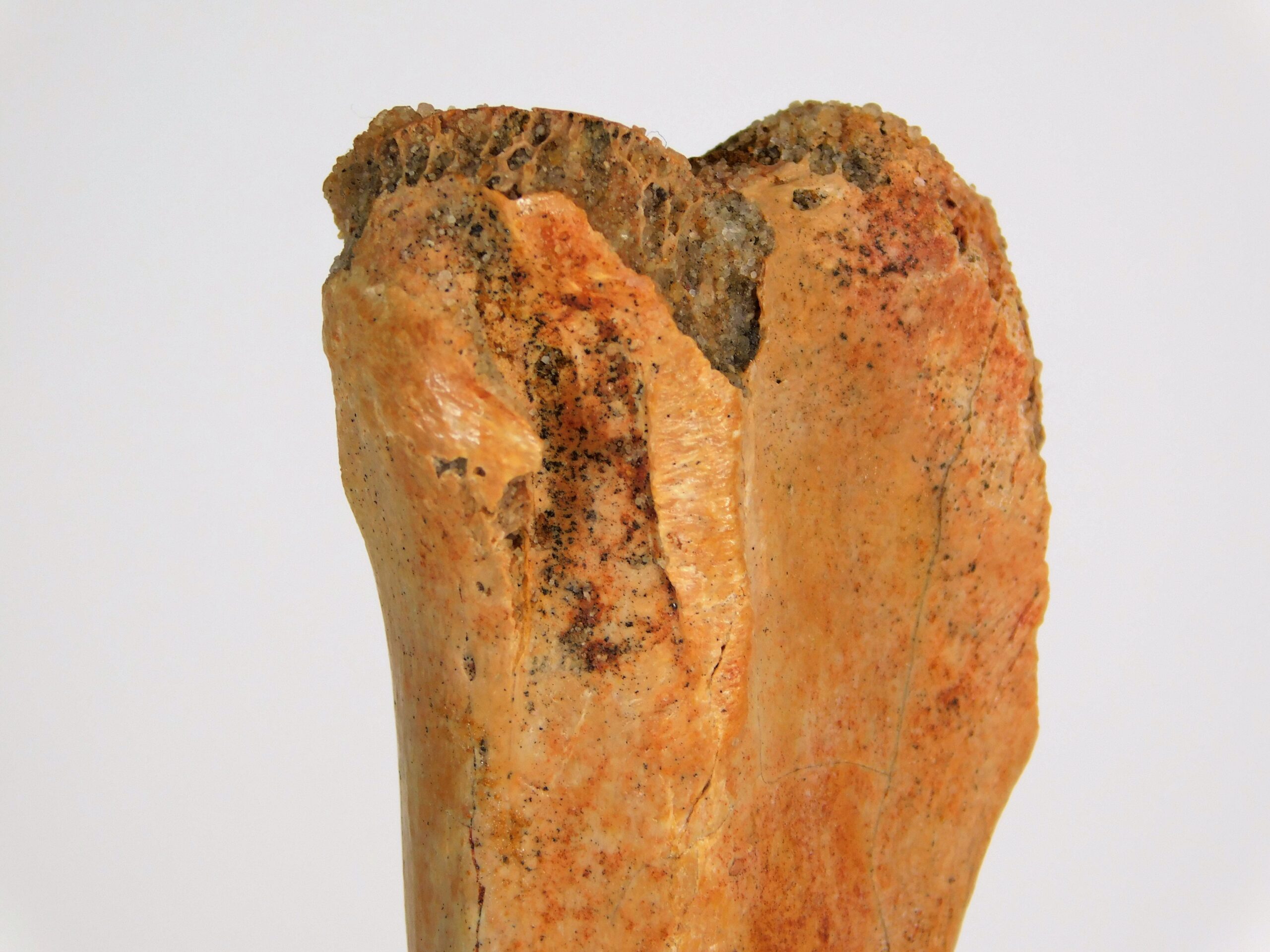 Moroccan pterosaur bone - Image 5