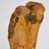 Moroccan pterosaur bone, The Natural Canvas