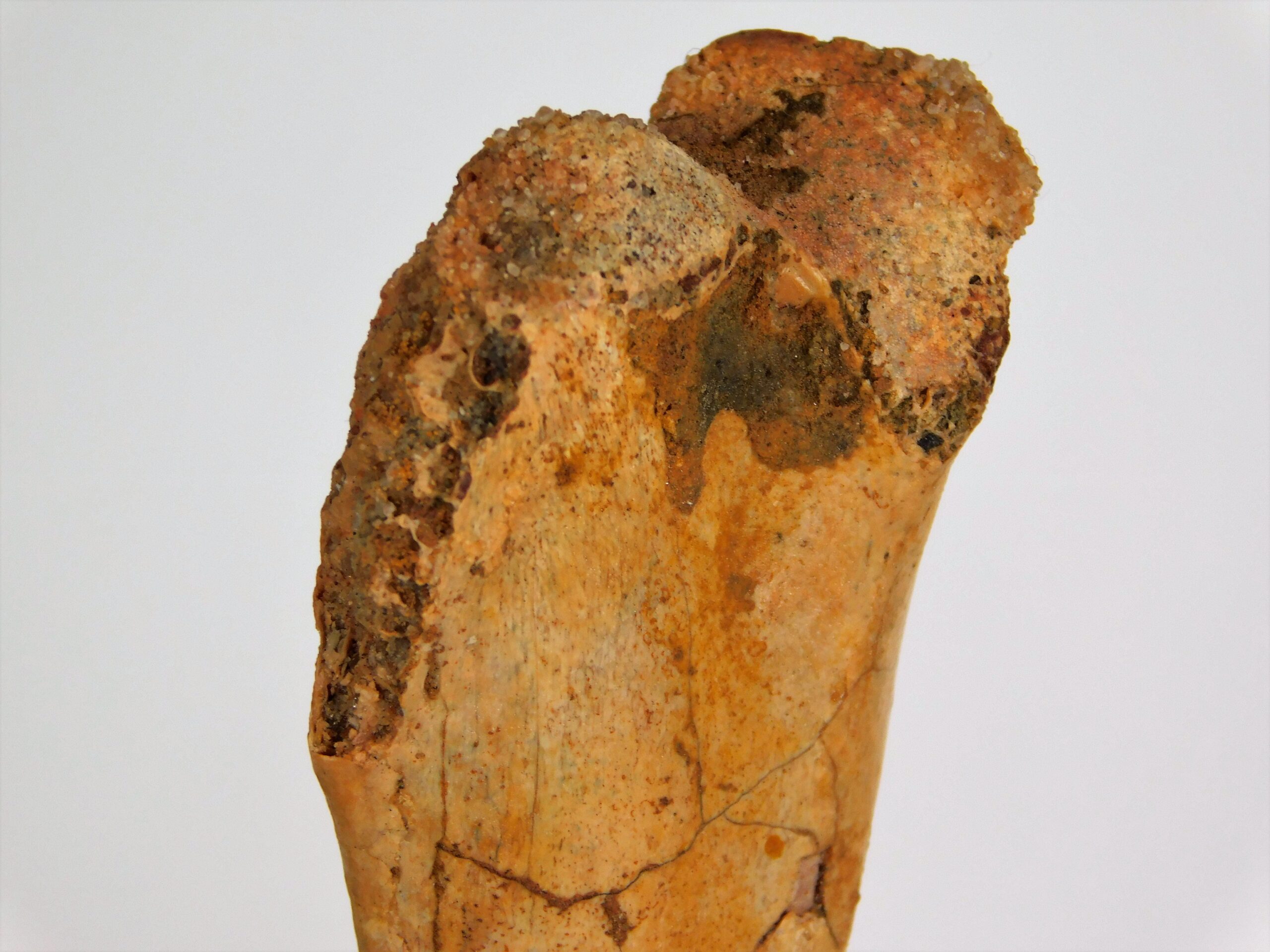 Moroccan pterosaur bone - Image 6
