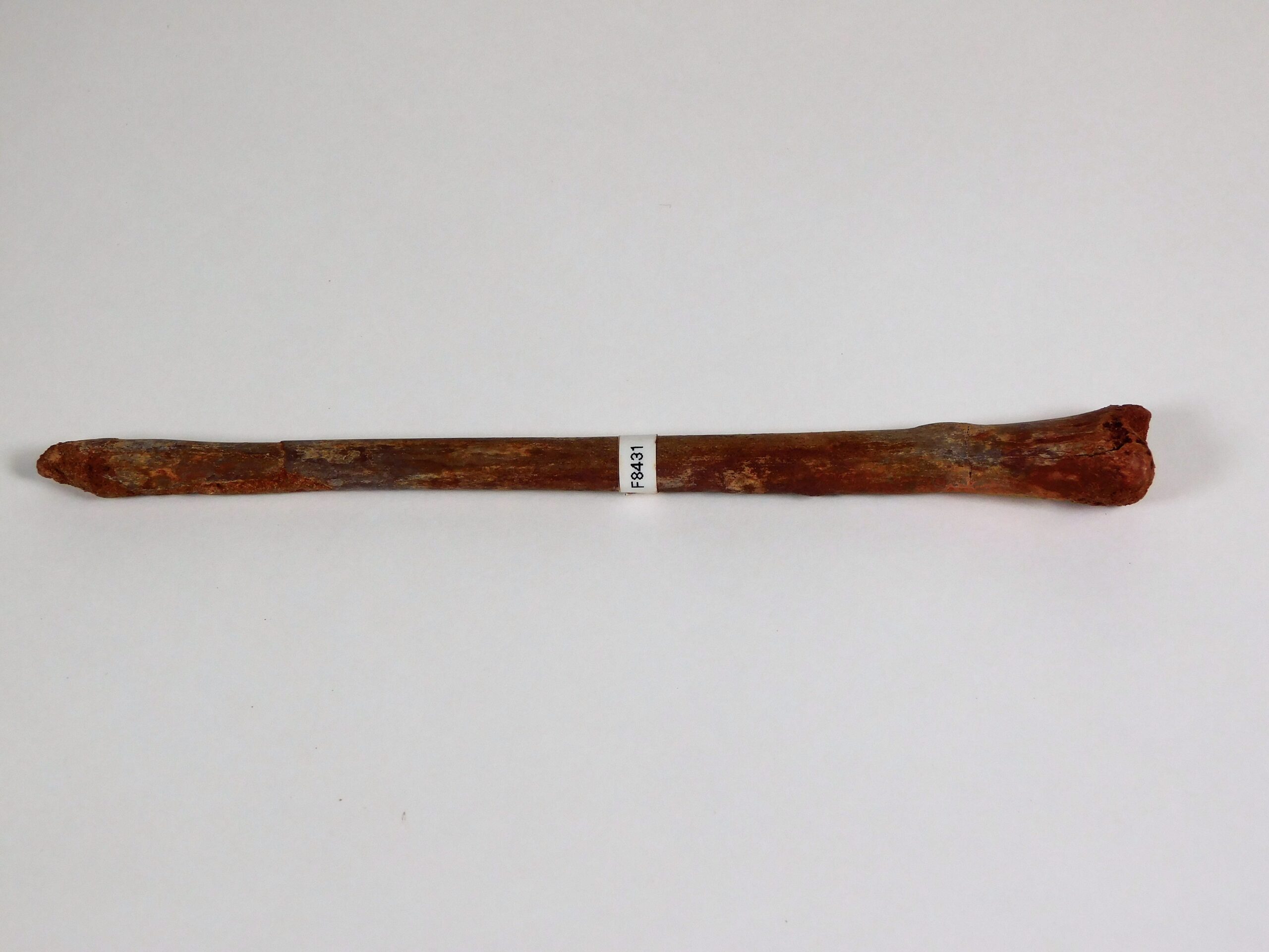 Moroccan pterosaur bone - Image 3