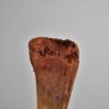 Moroccan pterosaur bone, The Natural Canvas