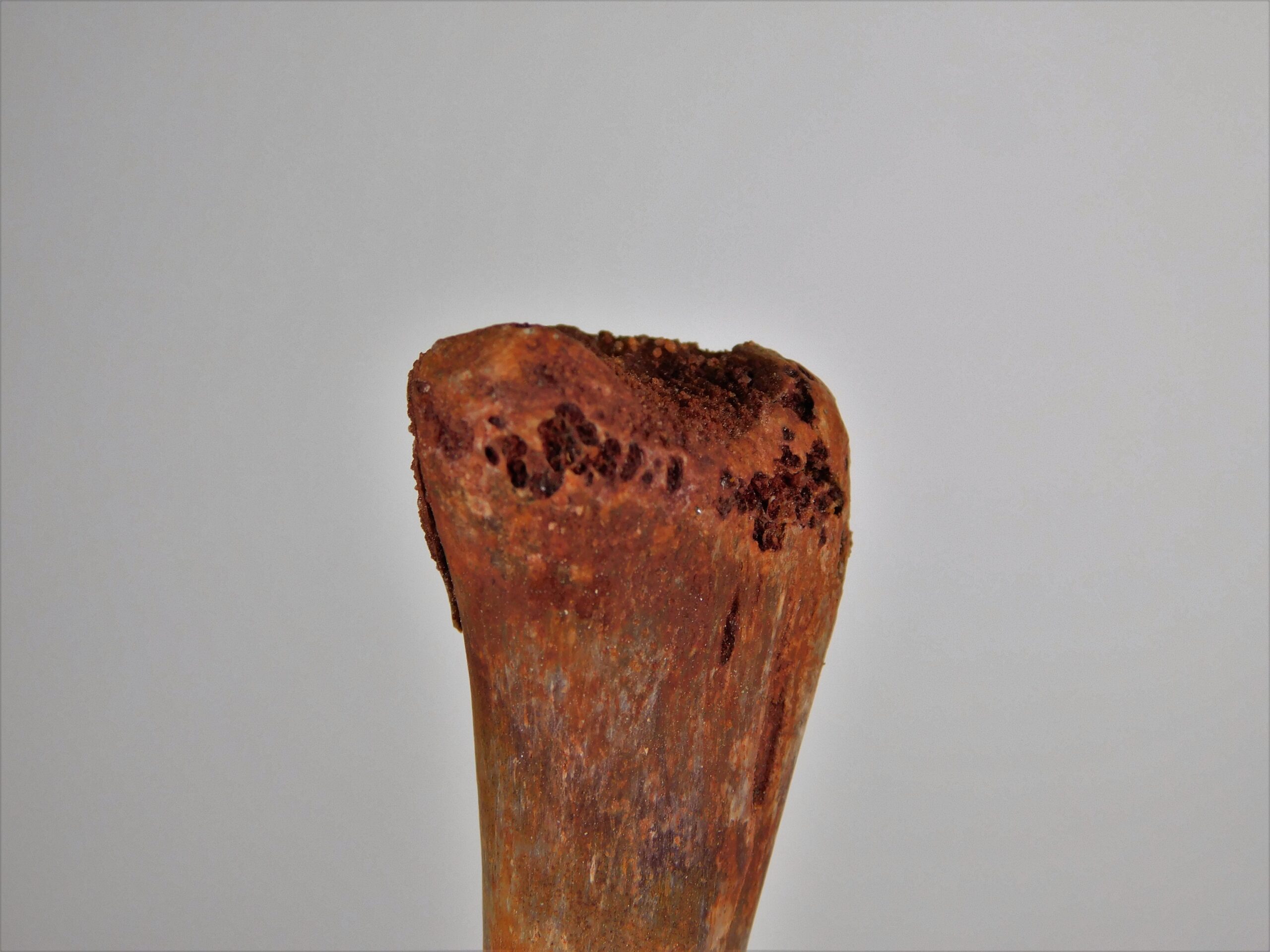 Moroccan pterosaur bone - Image 4