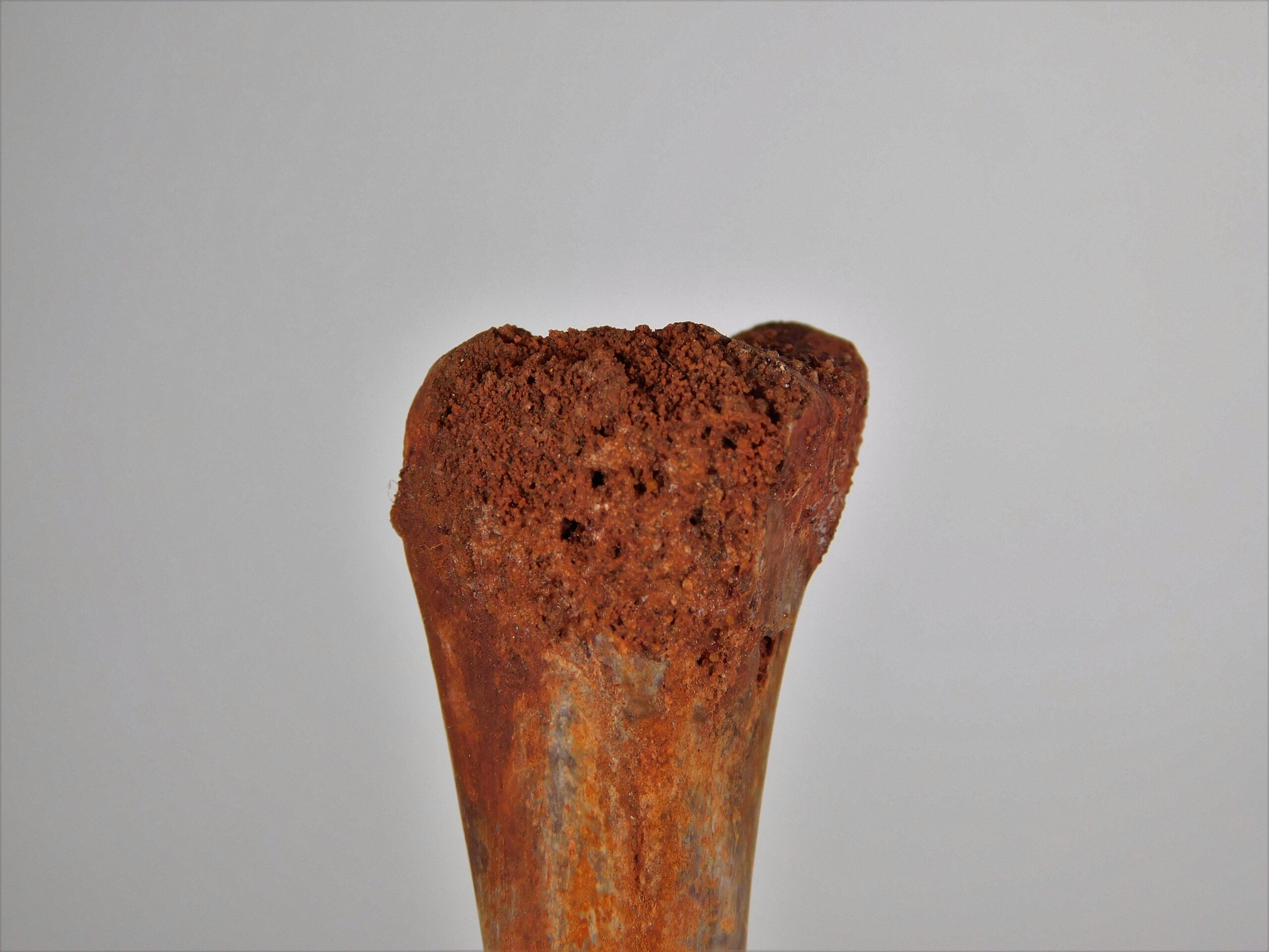 Moroccan pterosaur bone - Image 5