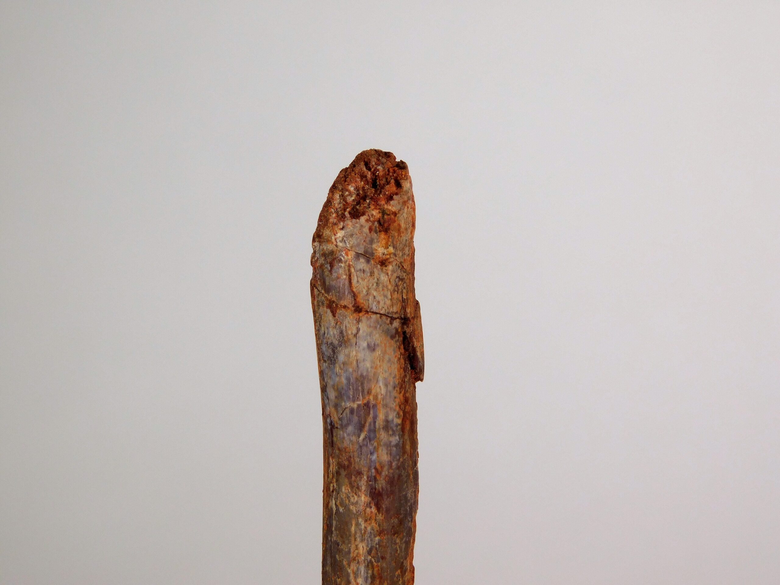 Moroccan pterosaur bone - Image 2