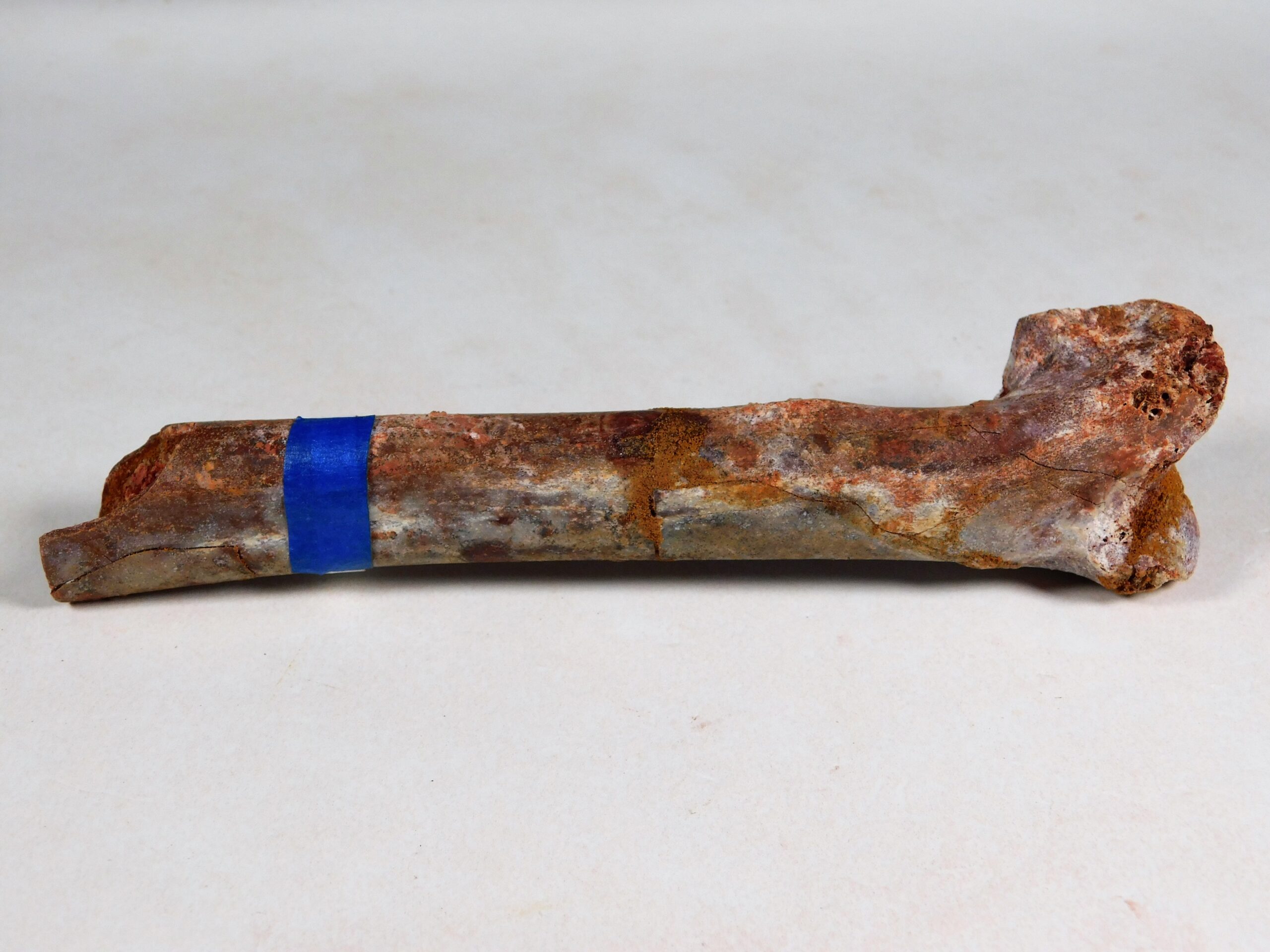Pterosaur - Image 3