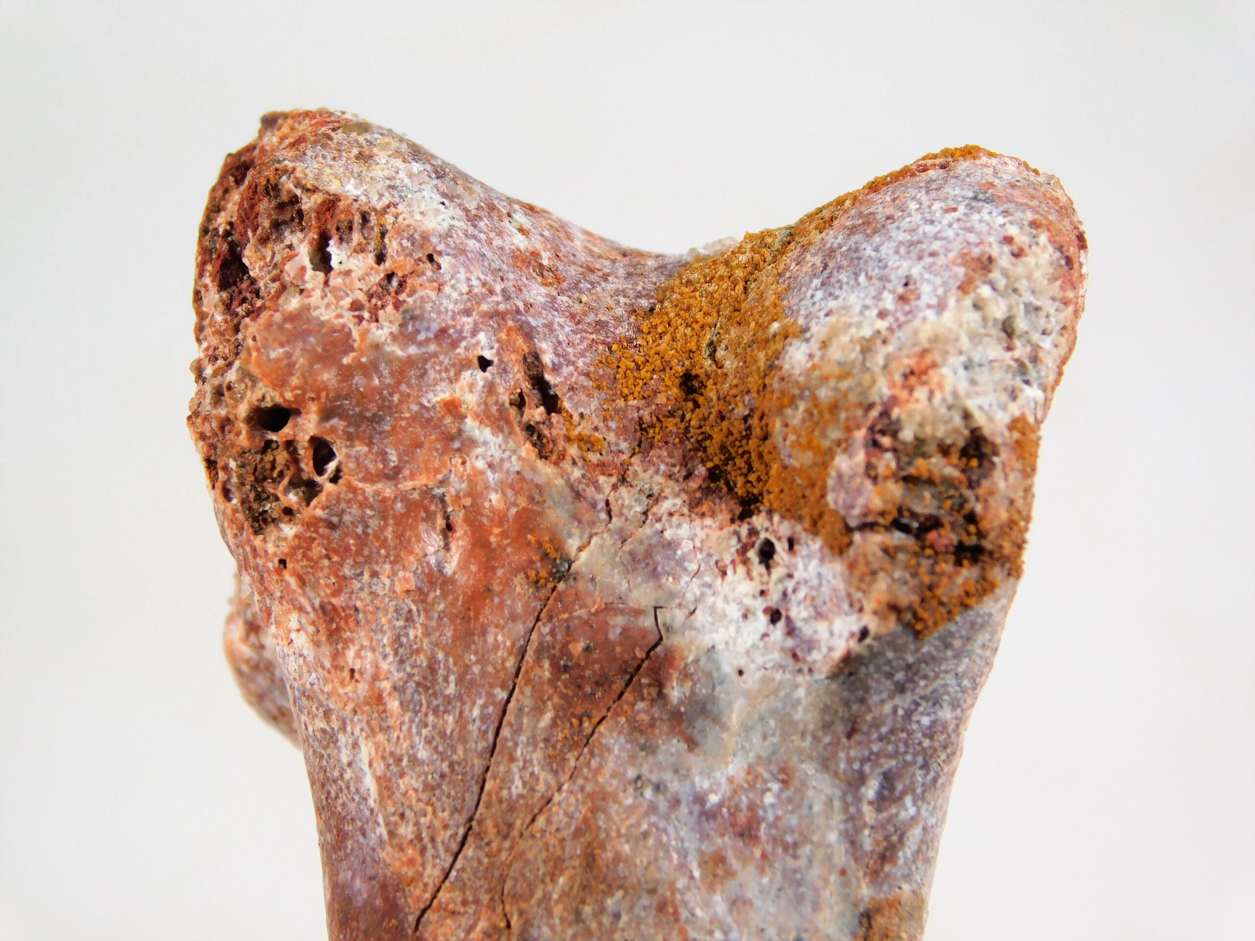 Pterosaur - Image 6