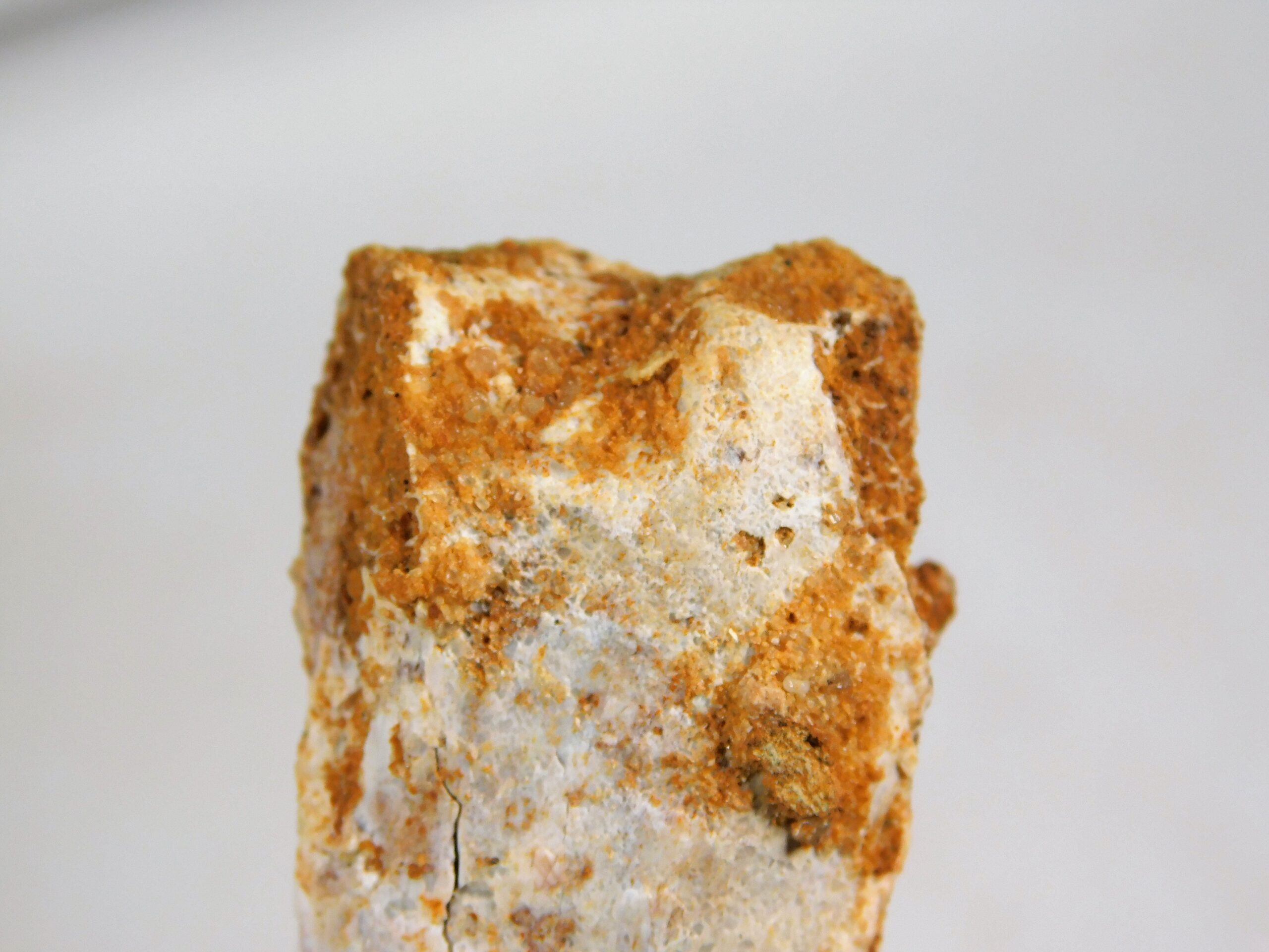 Moroccan pterosaur bone - Image 2