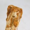 Moroccan pterosaur bone, The Natural Canvas