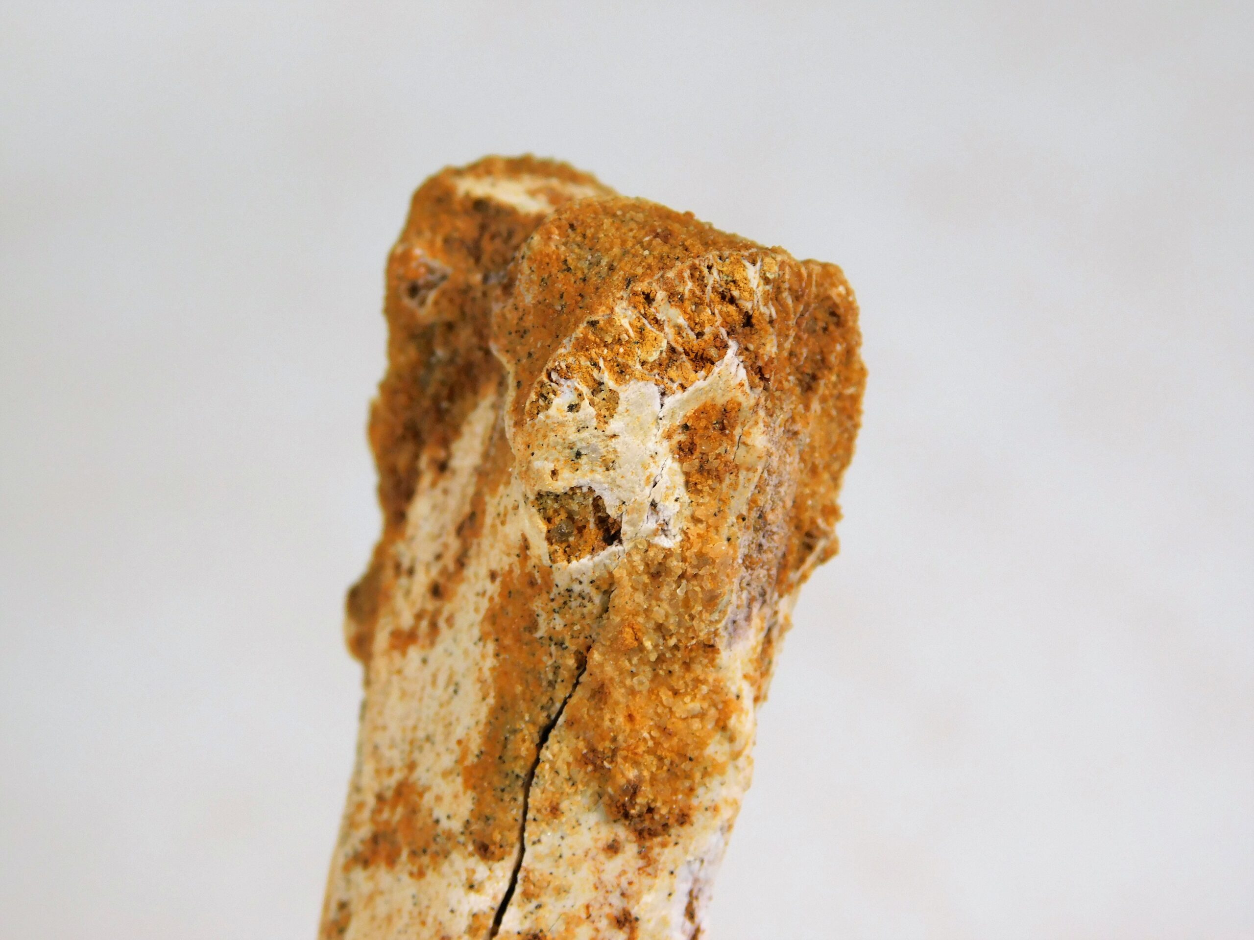 Moroccan pterosaur bone - Image 3