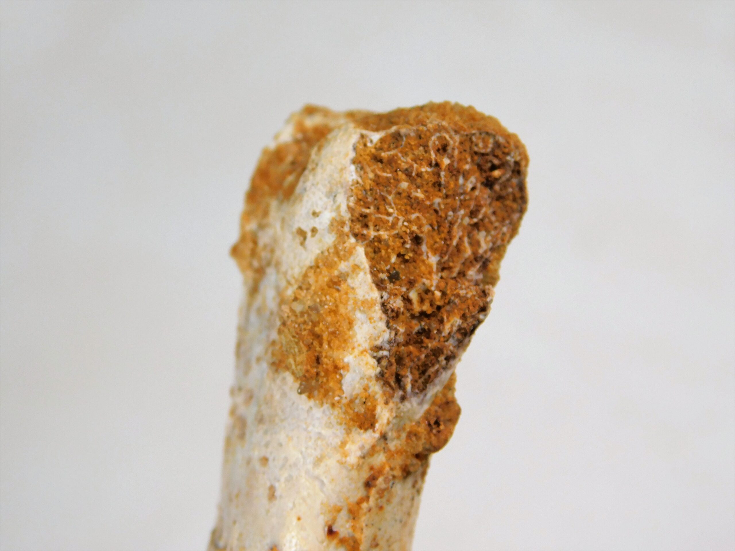 Moroccan pterosaur bone - Image 4