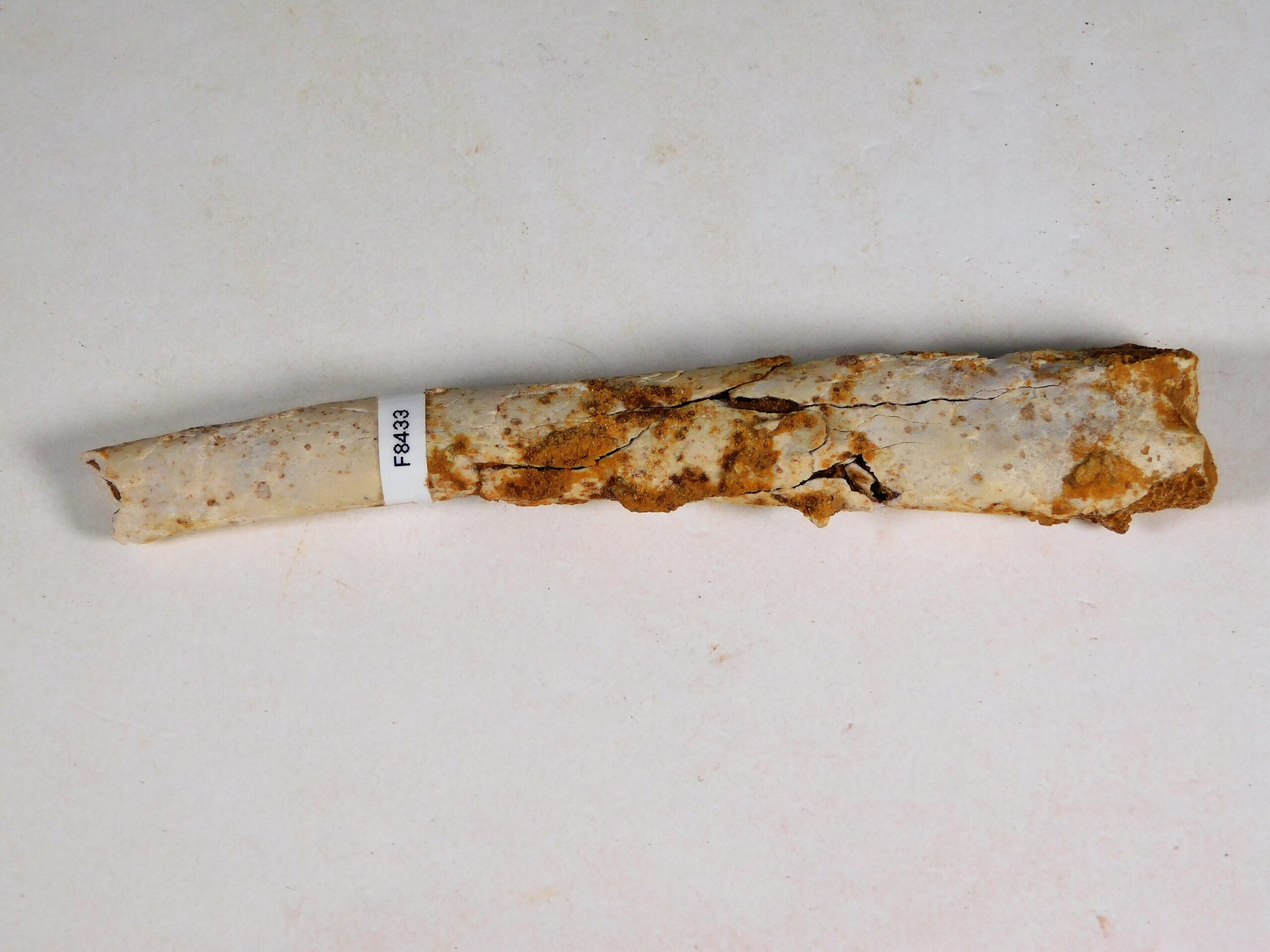 Moroccan pterosaur bone - Image 5