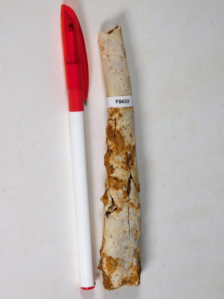 Moroccan pterosaur bone
