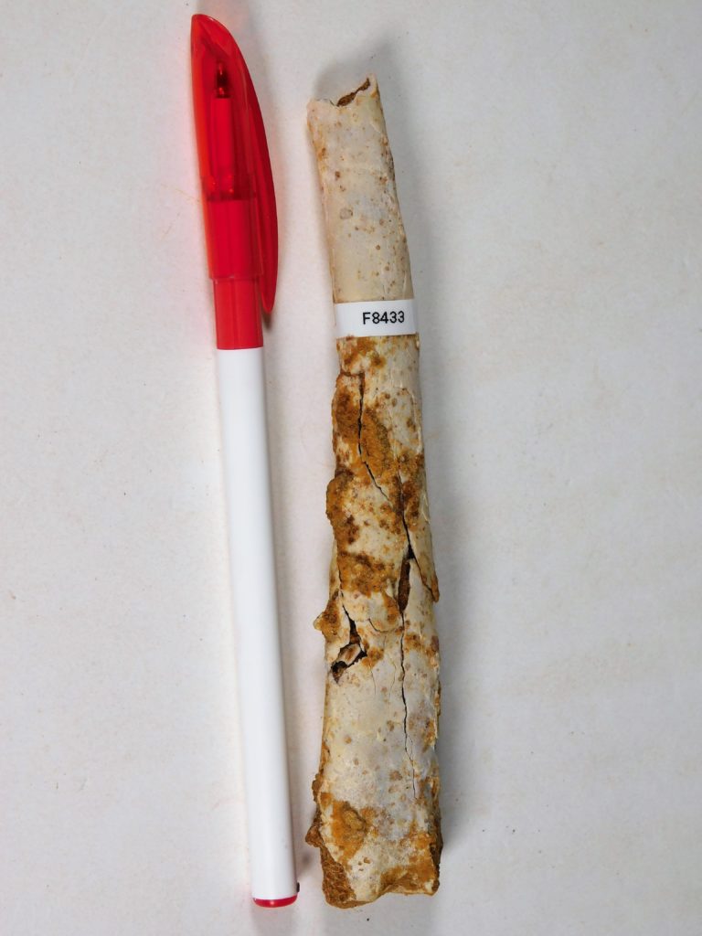 Moroccan pterosaur bone, The Natural Canvas