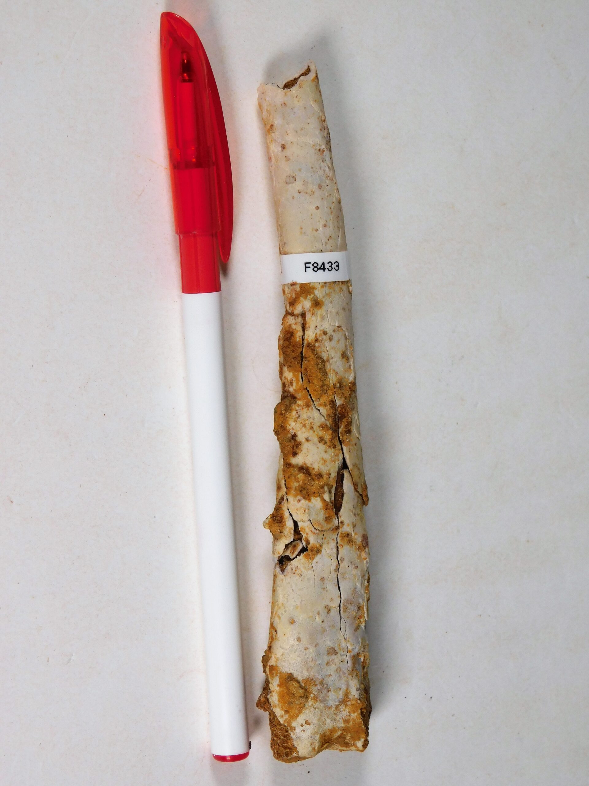 Moroccan pterosaur bone