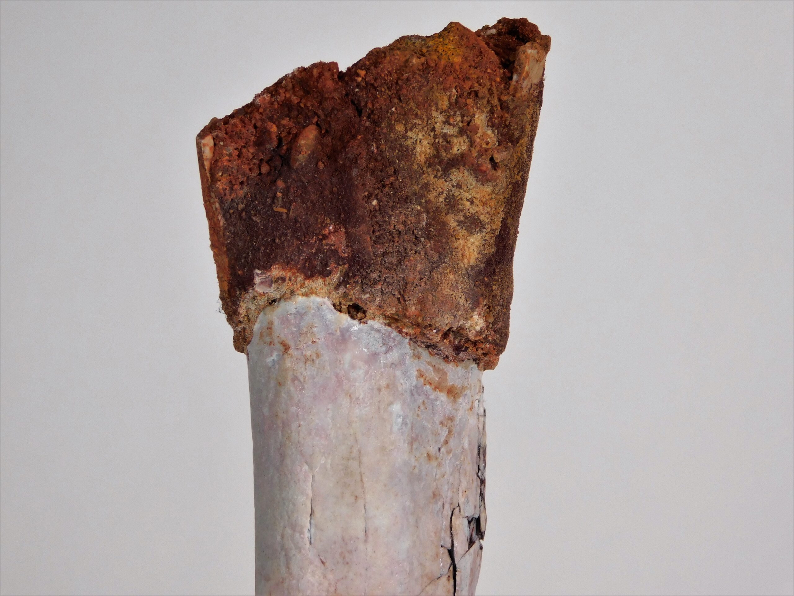 Moroccan pterosaur bone - Image 5
