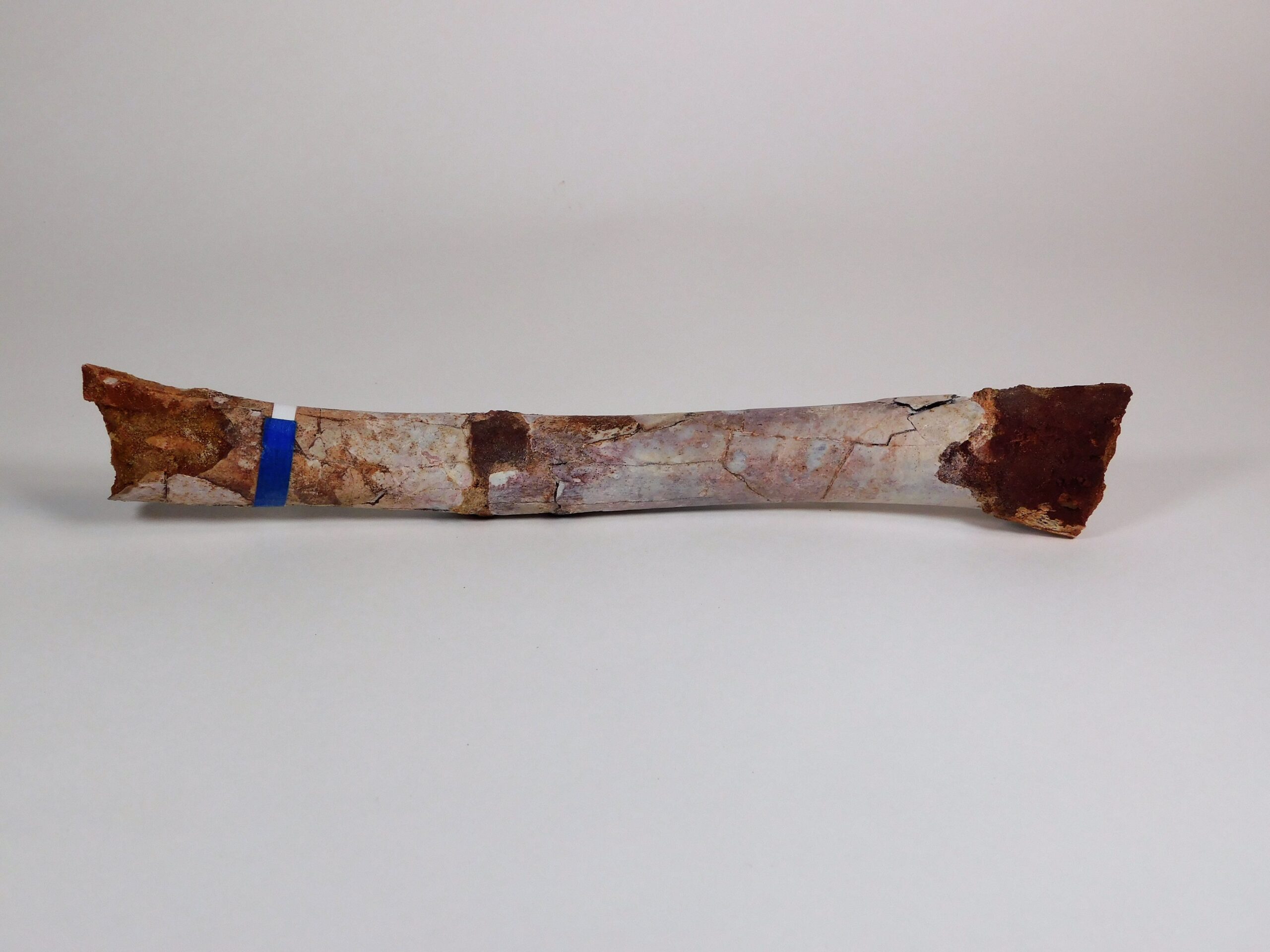 Moroccan pterosaur bone - Image 7