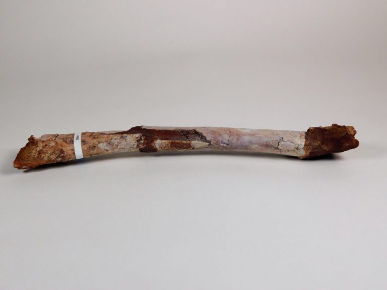 Moroccan pterosaur bone