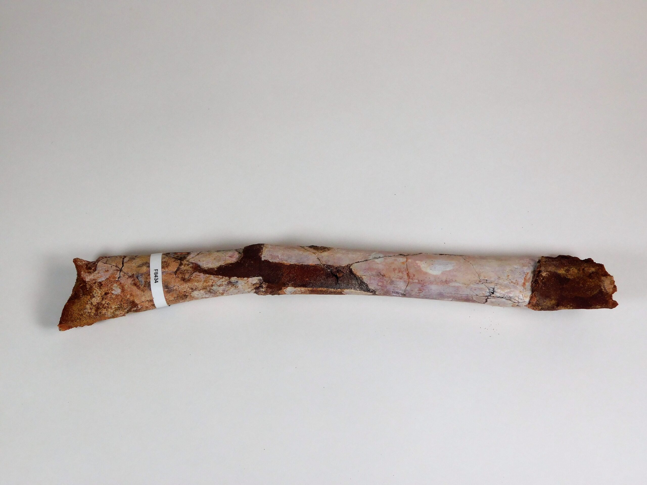 Moroccan pterosaur bone - Image 8