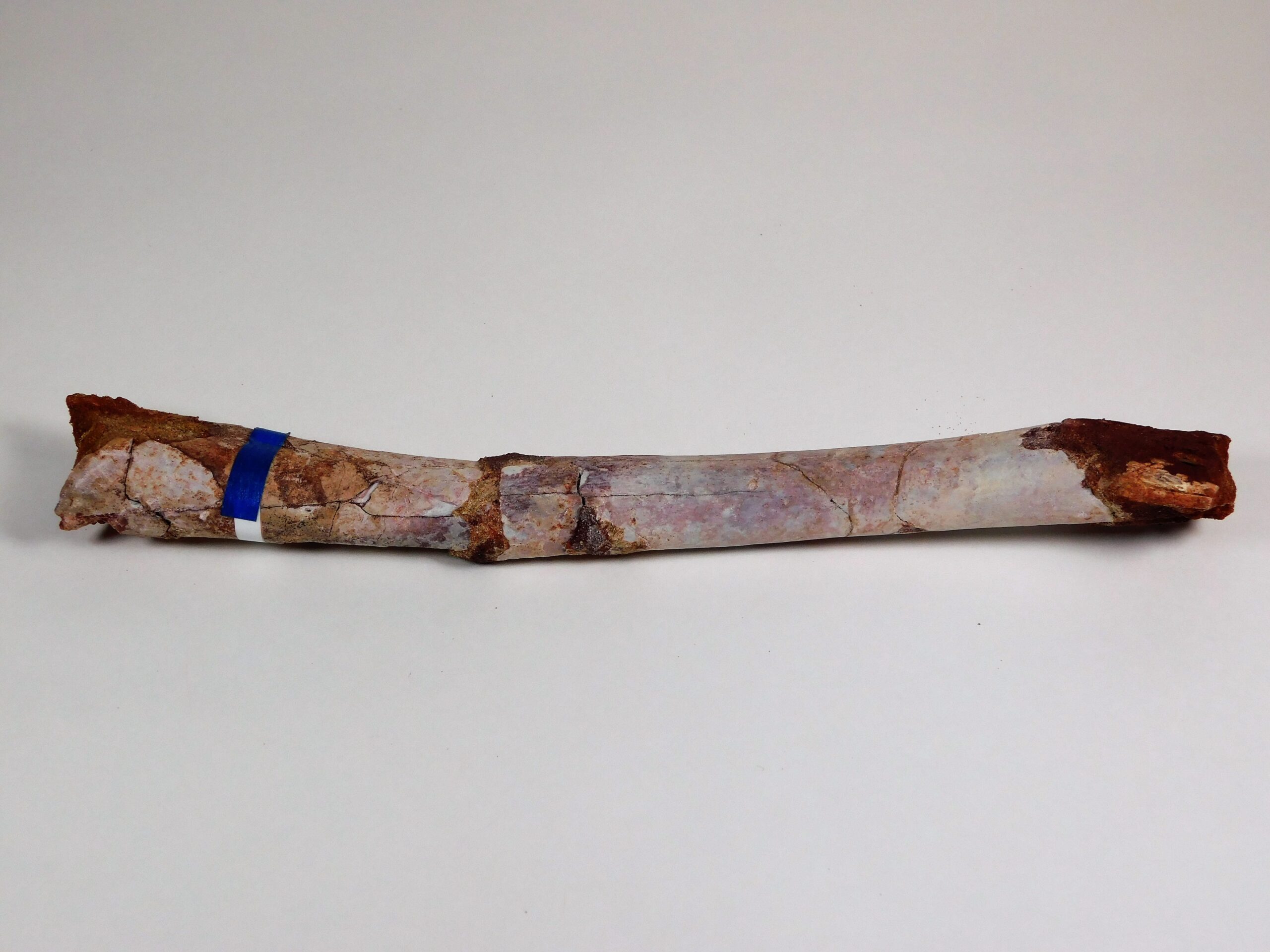 Moroccan pterosaur bone - Image 2
