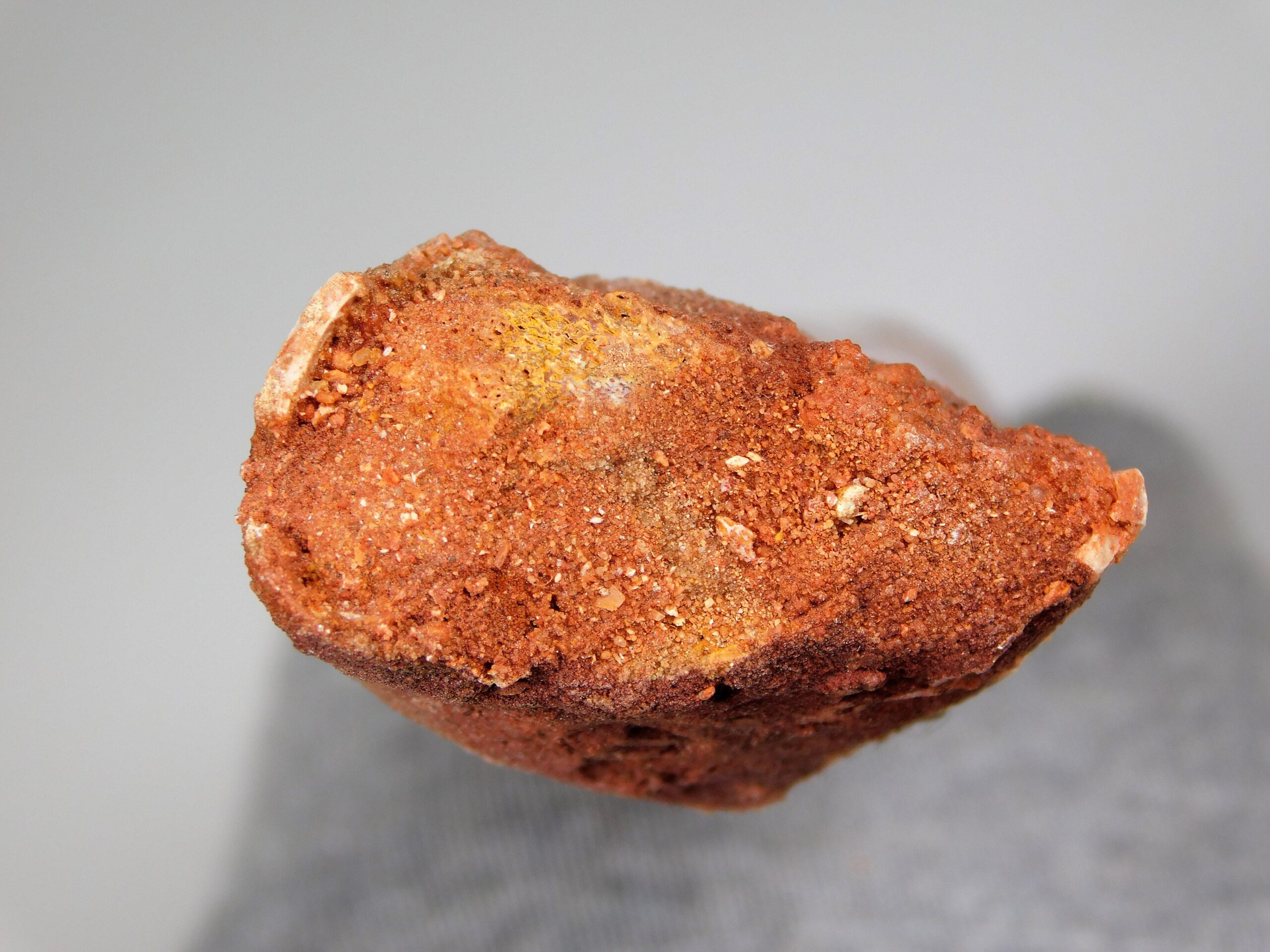 Moroccan pterosaur bone - Image 18