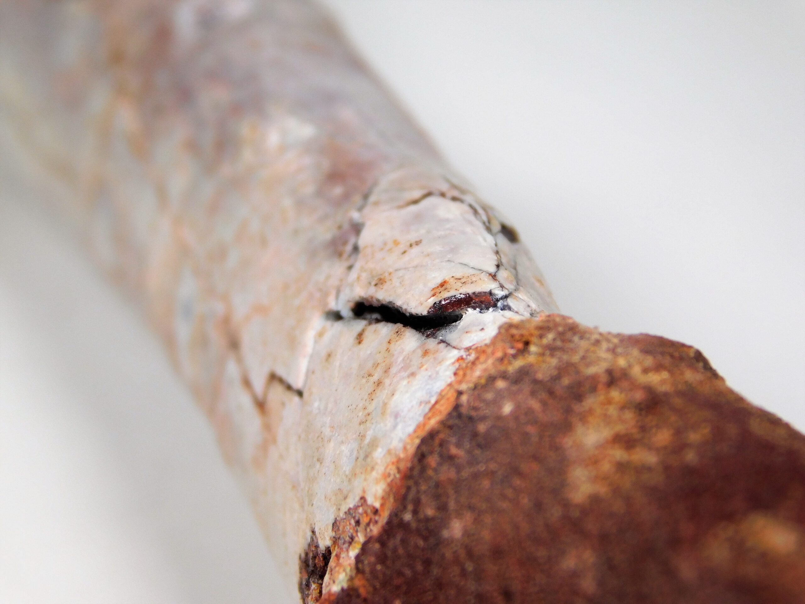 Moroccan pterosaur bone - Image 19