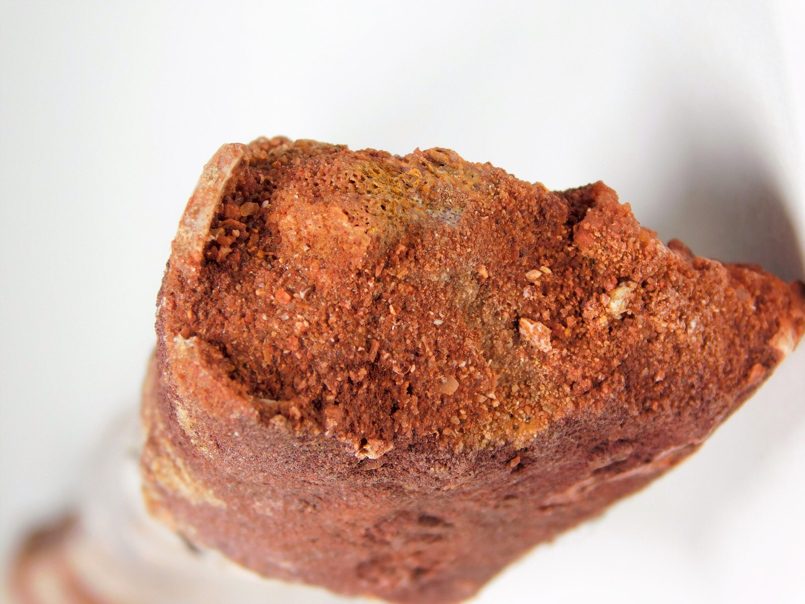 Moroccan pterosaur bone - Image 9