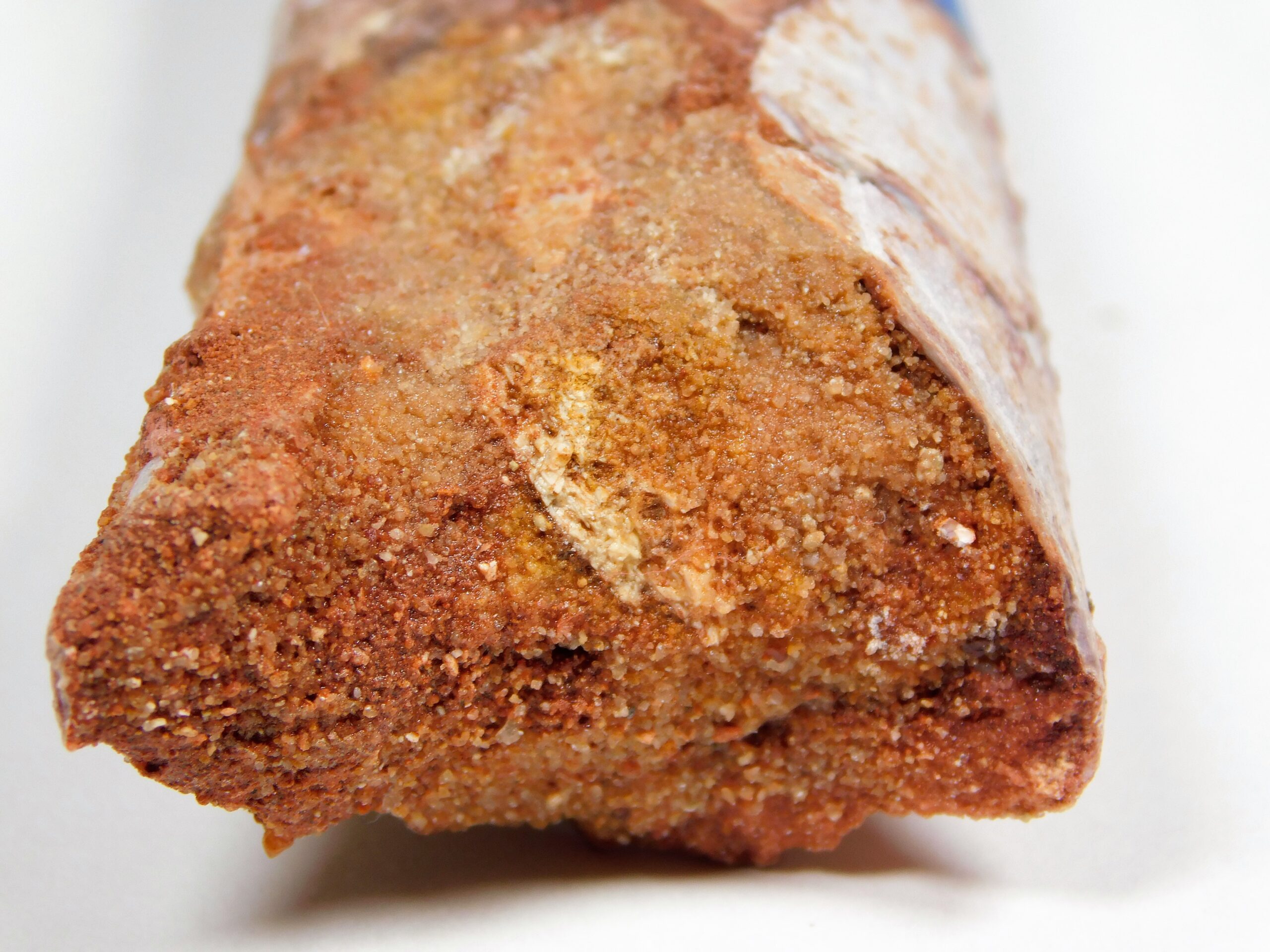 Moroccan pterosaur bone - Image 13