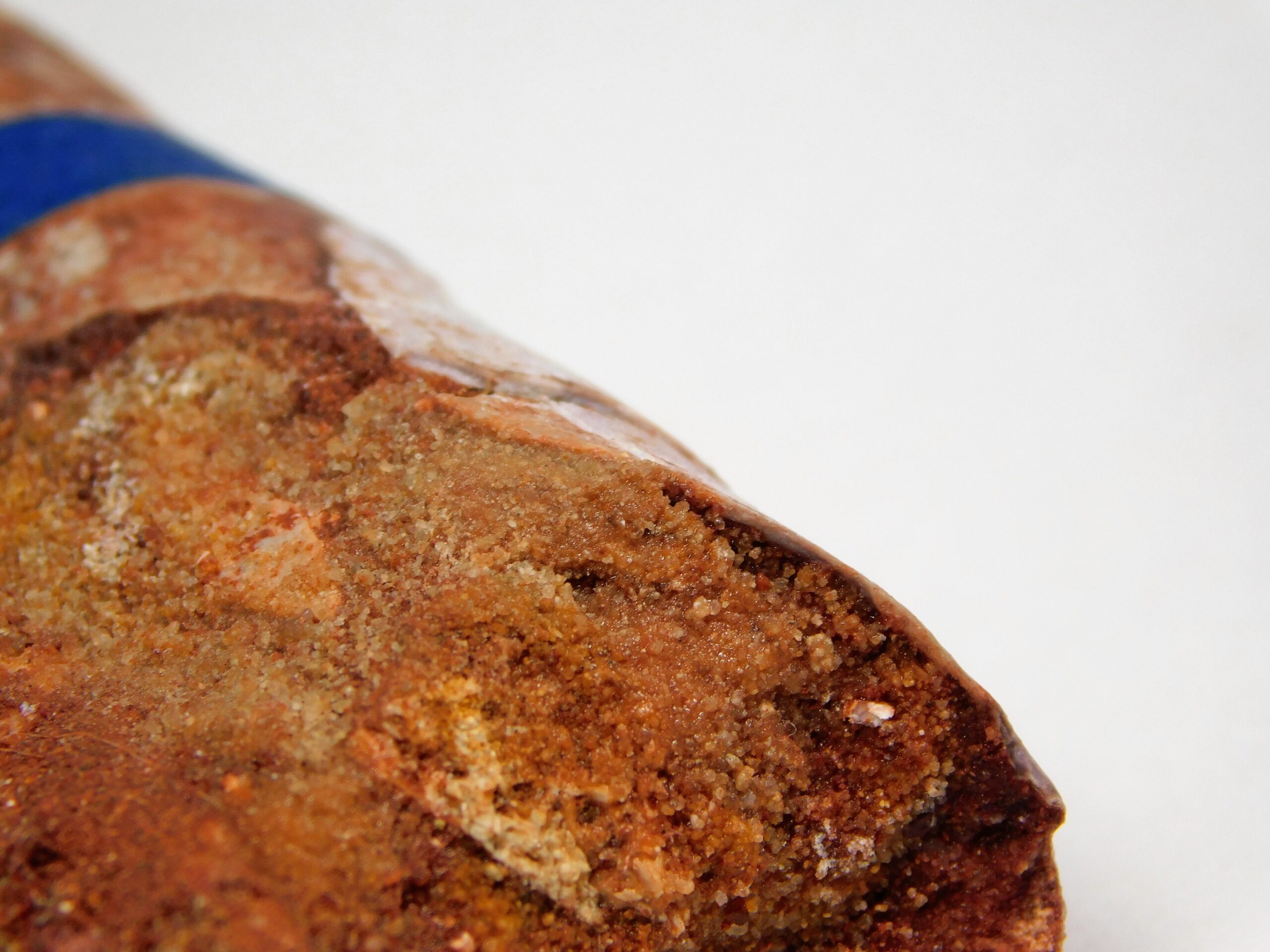 Moroccan pterosaur bone - Image 14