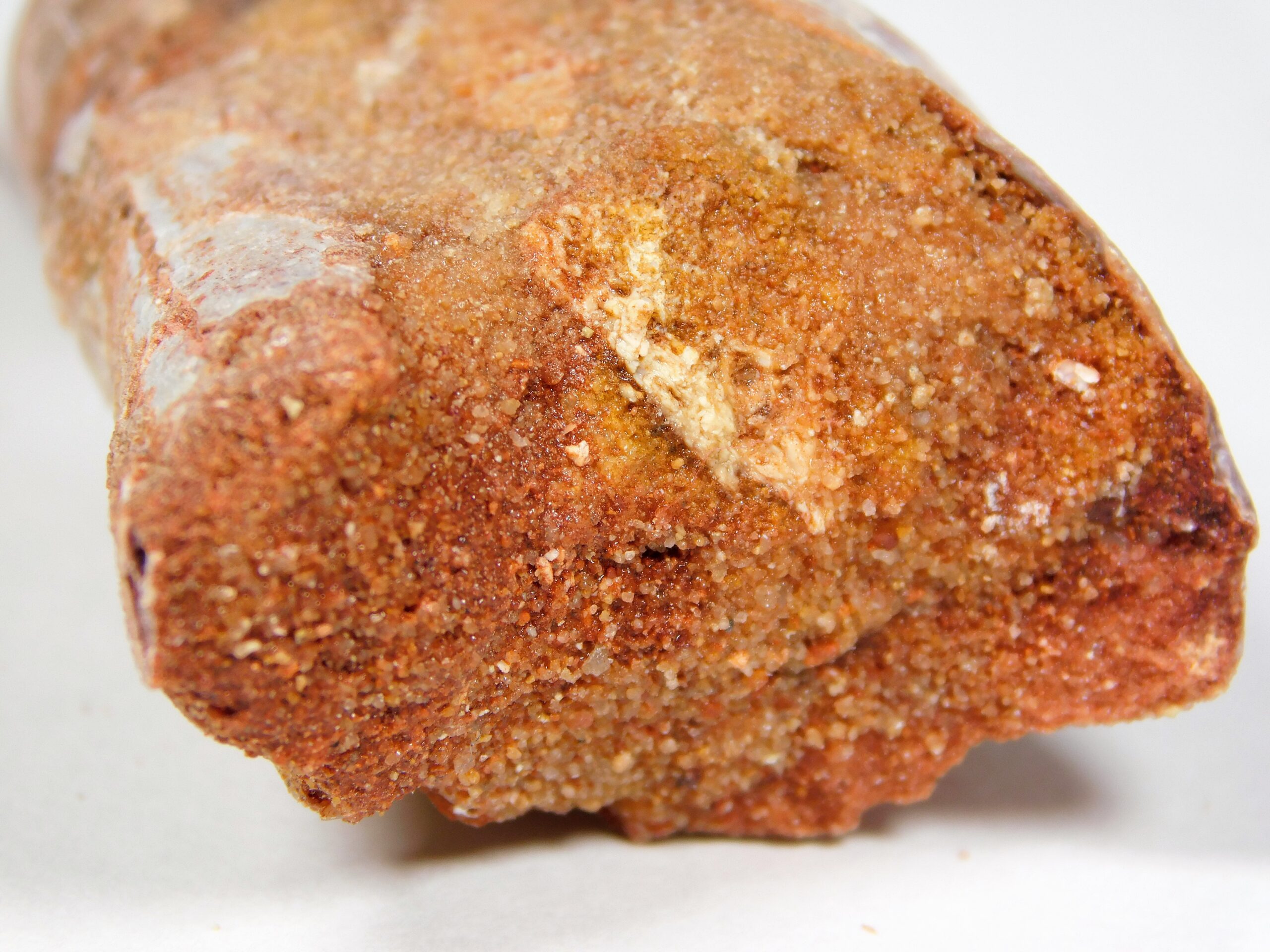Moroccan pterosaur bone - Image 16