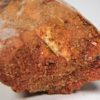Moroccan pterosaur bone - Image 18
