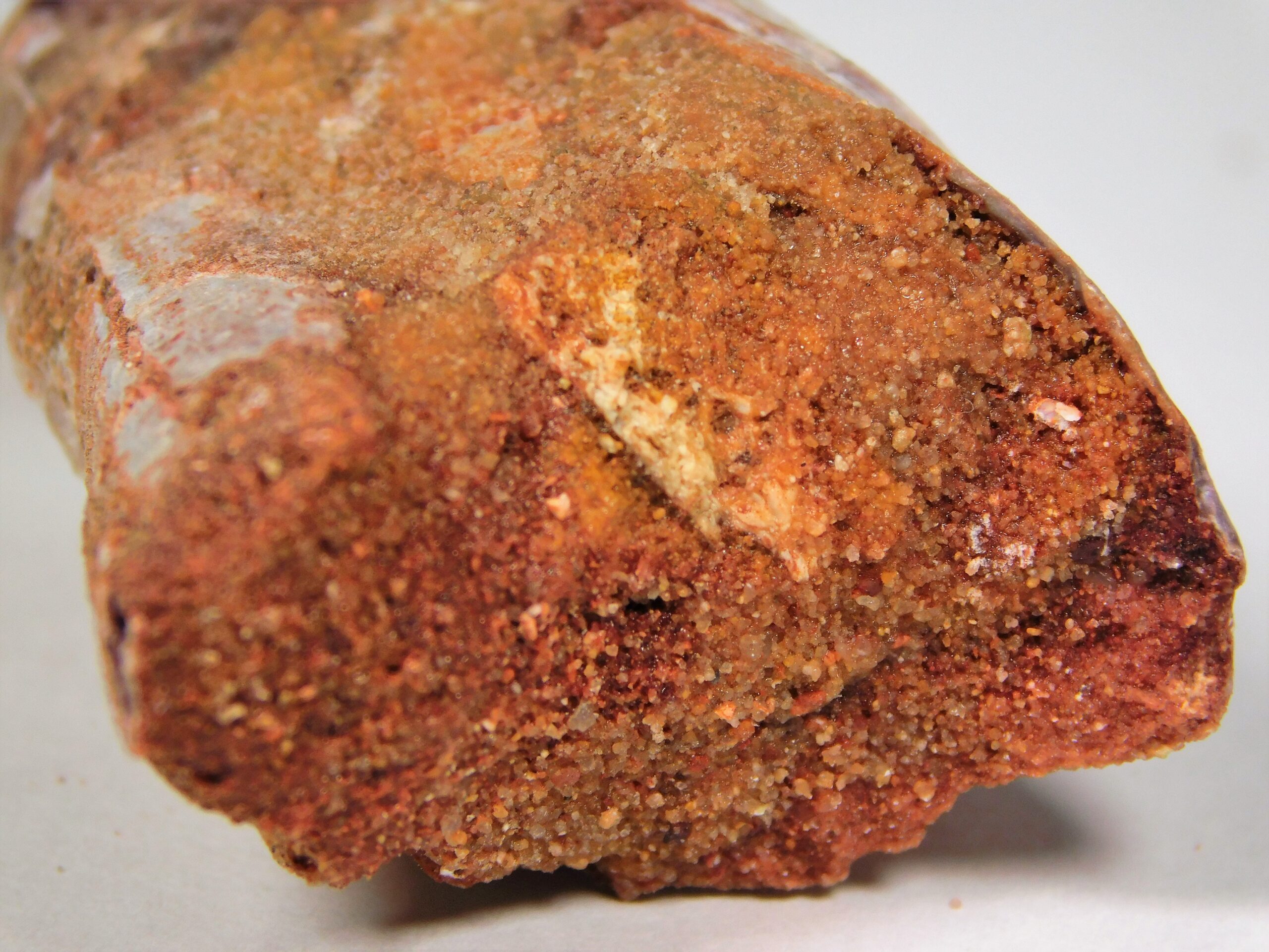 Moroccan pterosaur bone - Image 17